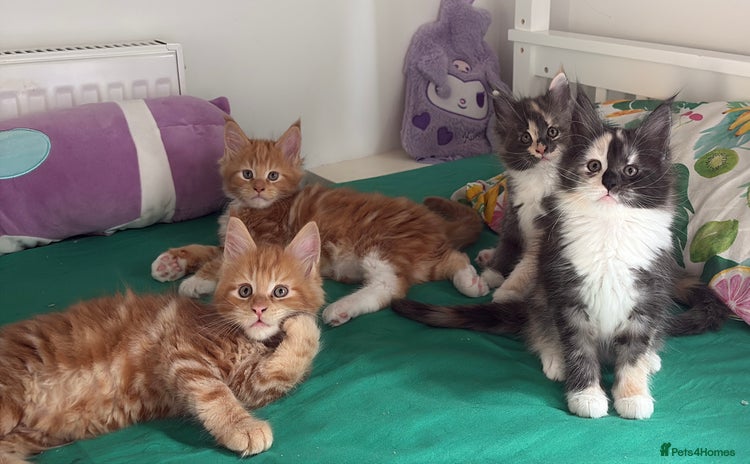 Maine Coon cats - Advert 14