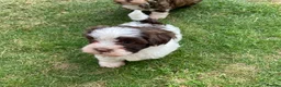 Havanese dogs for sale: 🩷BEAUTIFUL HAVENESE PUPPY’S🩵 - Advert 4
