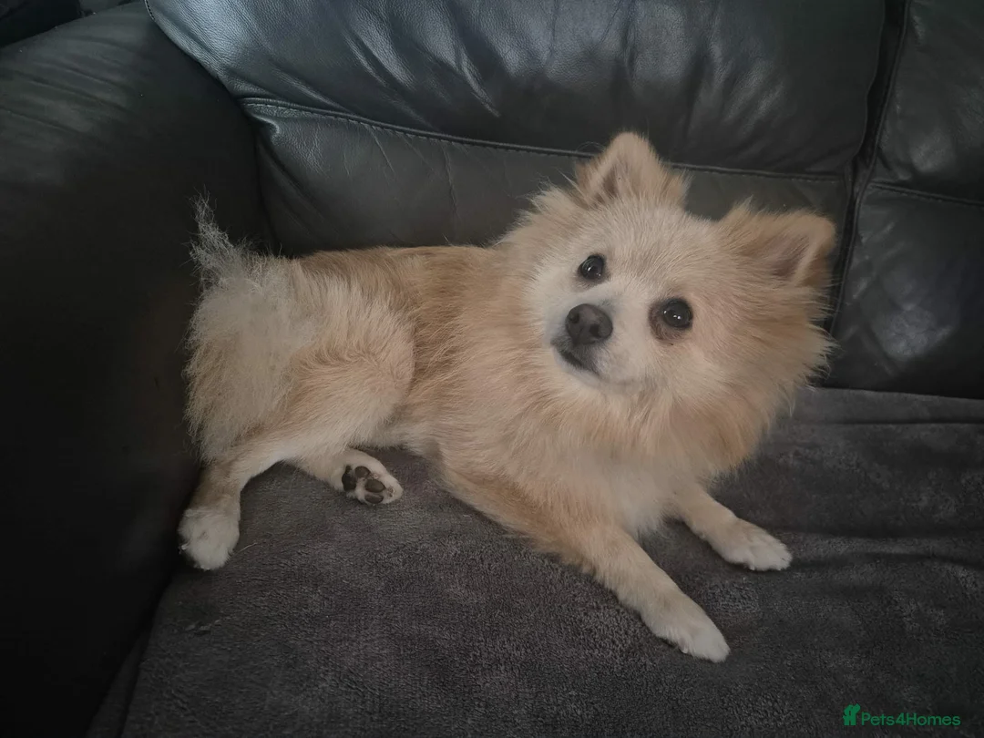 Pomeranian dogs for sale: 1 year old pomeranian  - Advert 2
