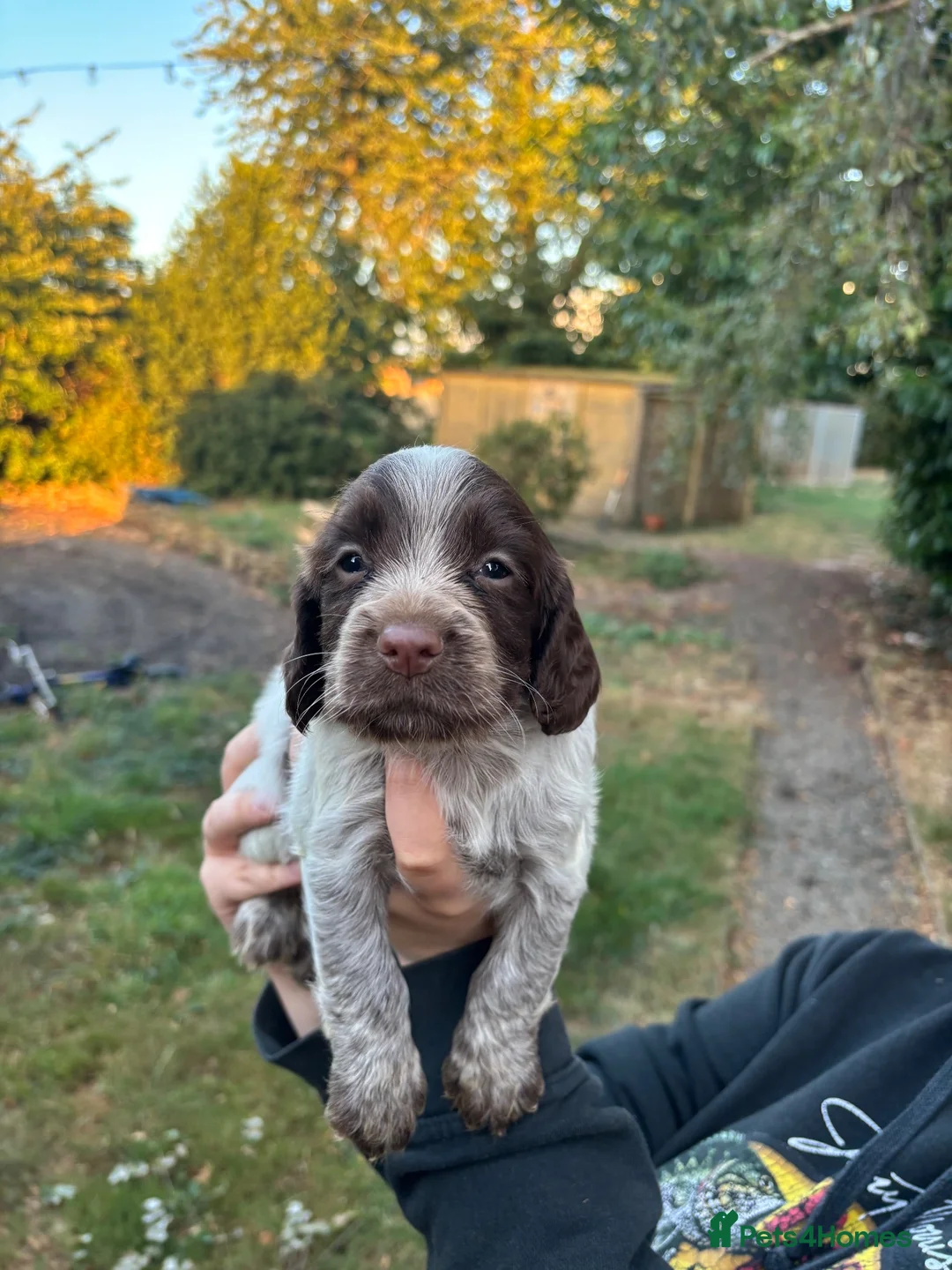 Cocker Spaniel dogs for sale: Working cocker spaniels  - Advert 16