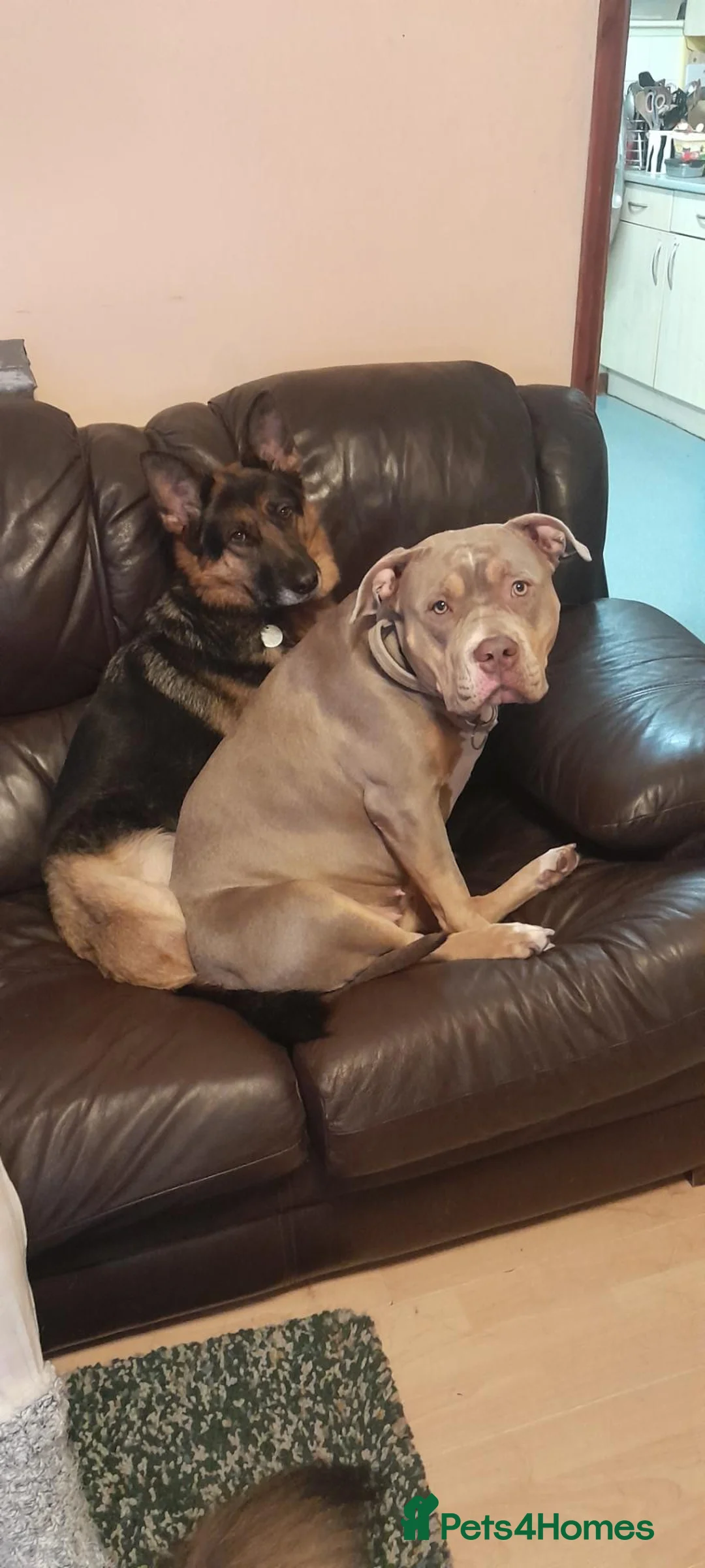 Mixed Breed dogs for sale: Amazing playful puppies  - Advert 1
