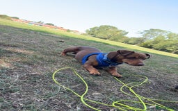 Jack Russell dogs for sale: Ralph - Image 2