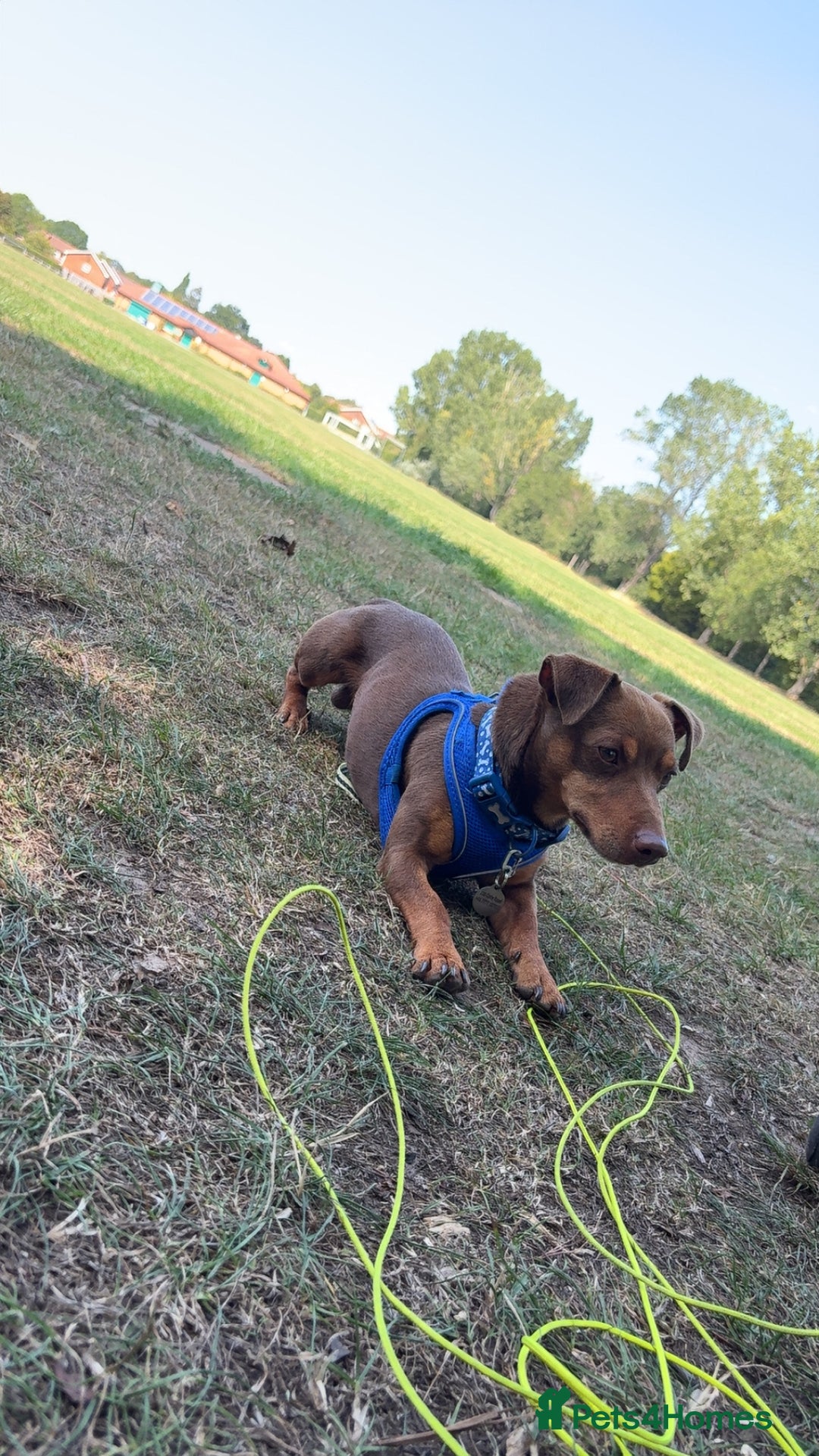 Jack Russell dogs for sale: Ralph - Image 2