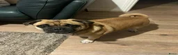 Jug dogs for adoption: 💙 One Little Pug X, One Big Heart 💙 in Droitwich - Advert 3