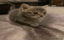 Scottish Fold cats for sale: Beautiful Scottish fold kittens - Image 3