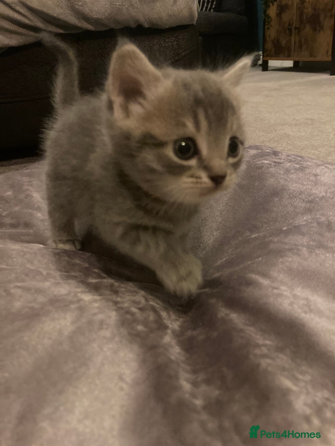 Scottish Fold cats for sale: Beautiful Scottish fold kittens - Image 3