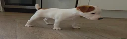Jack Russell dogs for sale: Exquisite litter of Jack Russell Pups 🐾  - Advert 29
