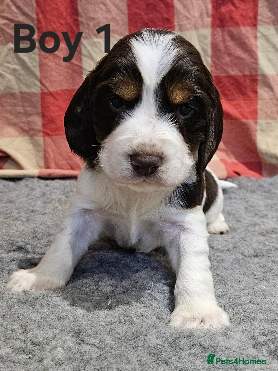 Cocker Spaniel dogs for sale: Gorgeous Show type Cocker Spaniel puppies - Advert 6