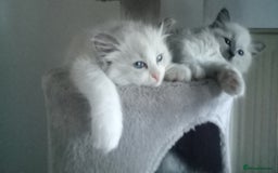 Ragdoll cats for sale: Purebred ragdoll kittens  - Image 5