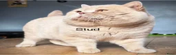British Shorthair cats for sale: British Shorthair Kittens TICA registered  - Advert 21