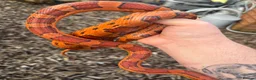 Mixed Breed reptiles for sale: Various snakes for sale - Advert 8