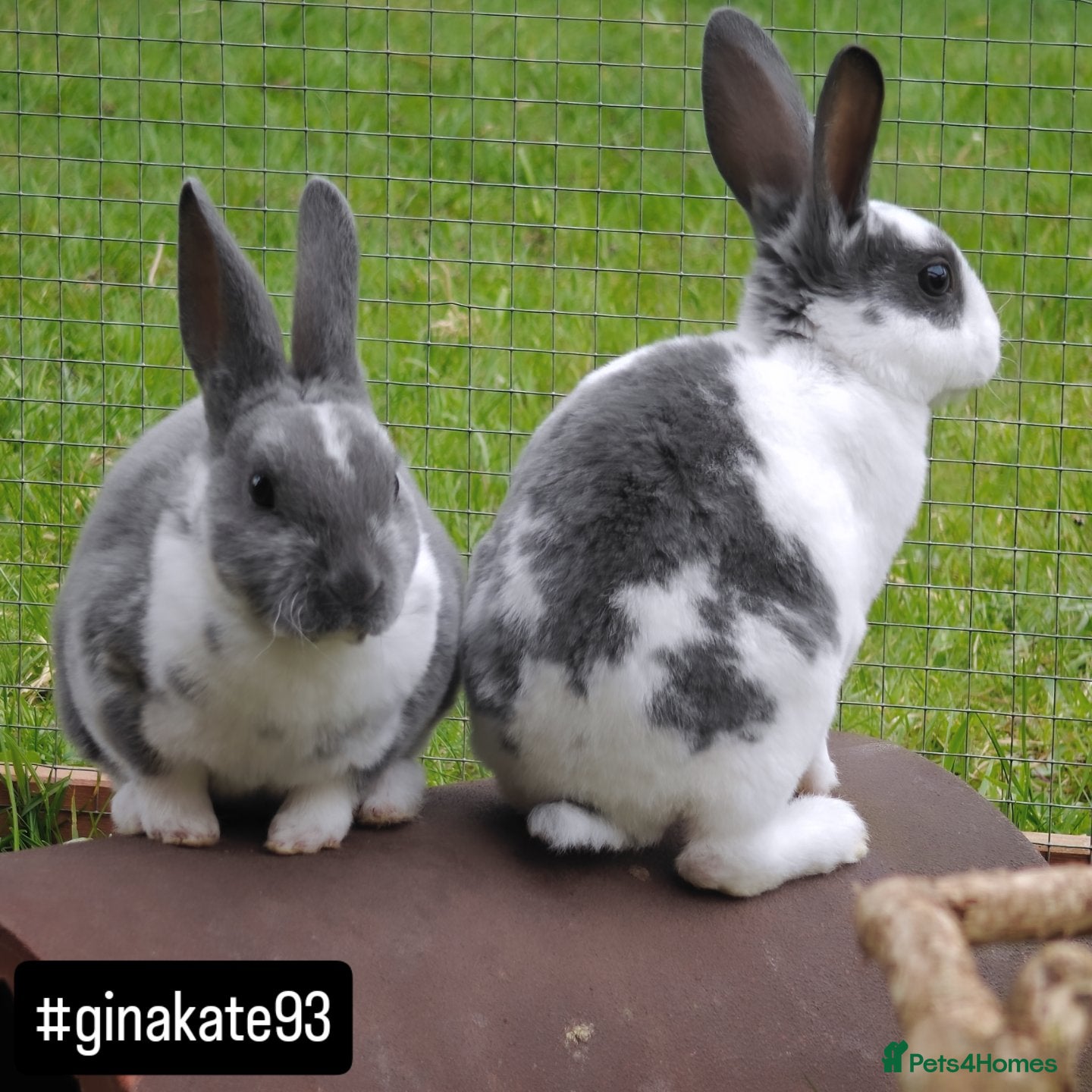 Rex rabbits Mini Rex Rabbits  - Advert 11
