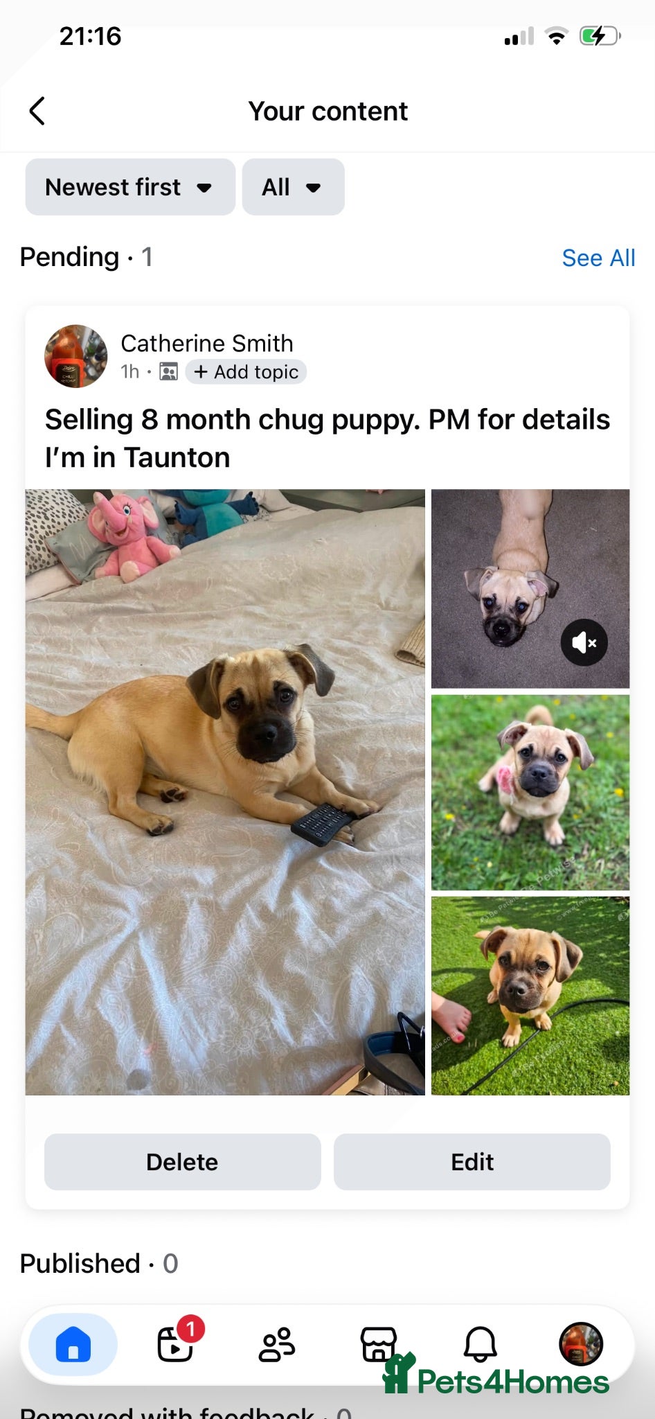 Jug dogs 8 month old beautiful little girl Jug - Advert 6