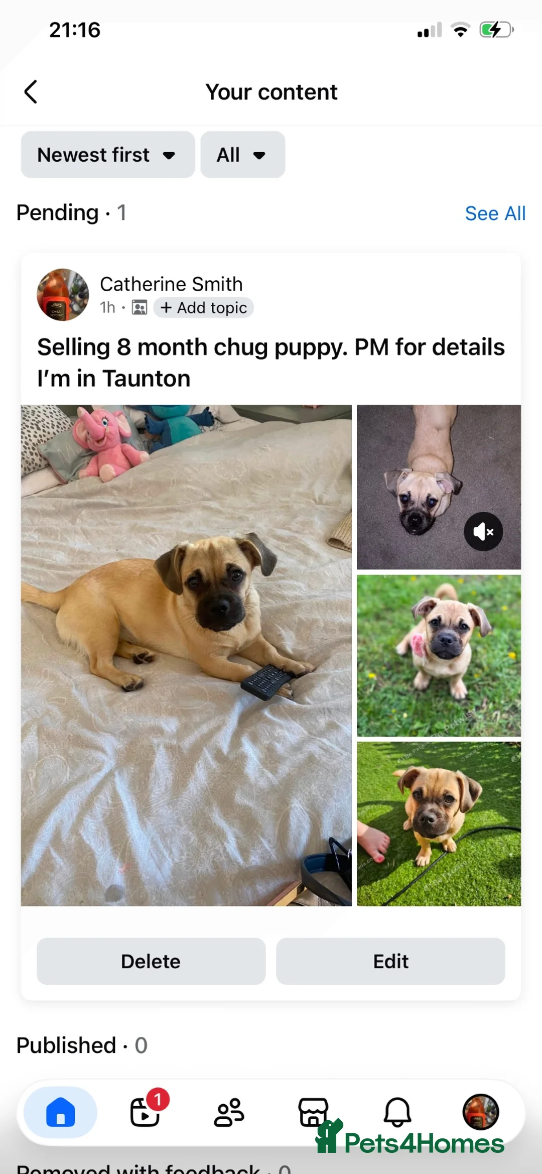 Jug dogs for sale: 8 month old beautiful little girl Jug in Taunton - Advert 1