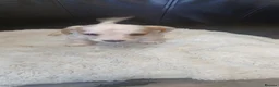 Jack Russell dogs for sale: Jack russell puppys - Advert 9