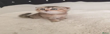 Scottish Fold 7