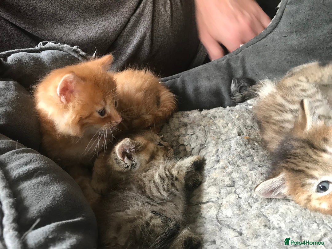 Mixed Breed cats for sale:  Fluffy Ginger Boy & Fluffy Tabby Girl Kitten - Image 9