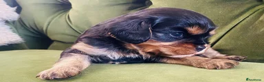 Cavalier King Charles Spaniel 4
