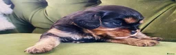 Cavalier King Charles Spaniel dogs for sale: KC Cavalier King Charles Puppies, All 4 Colours. - Advert 6