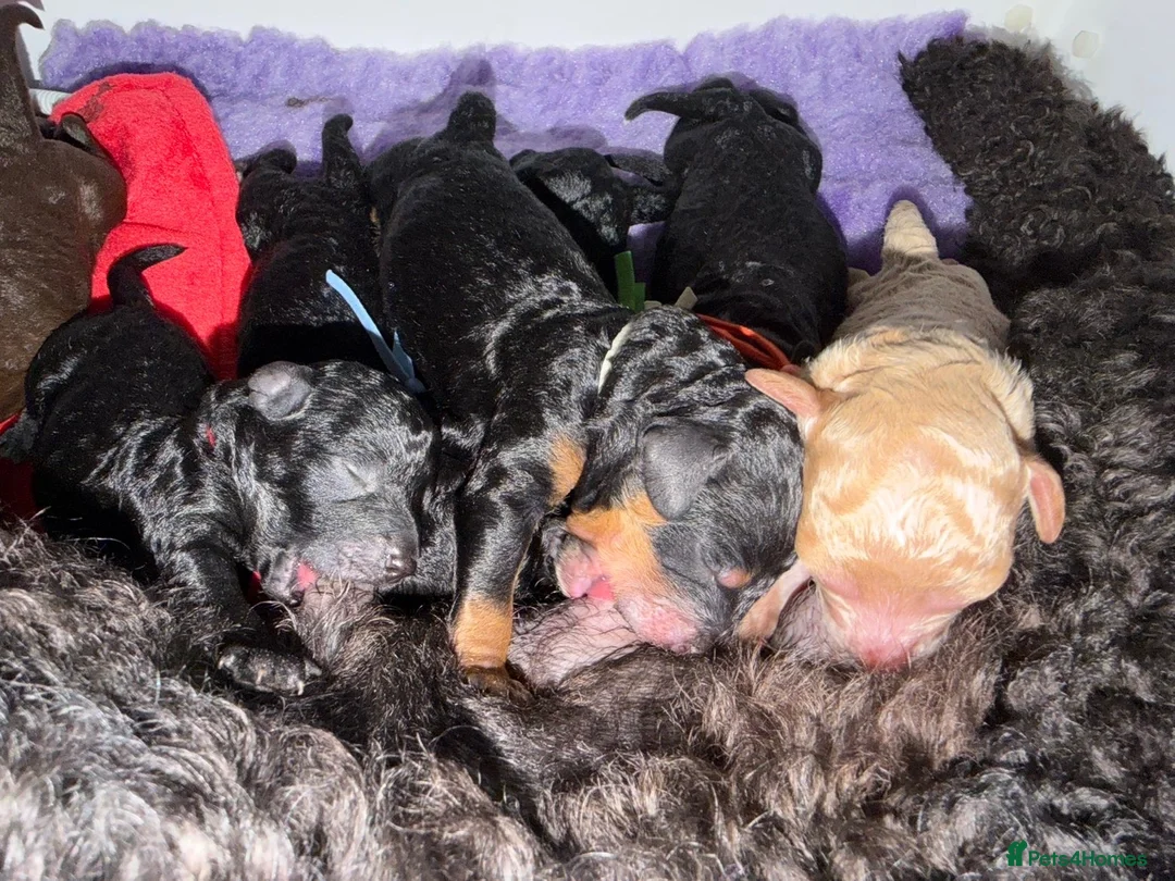 Miniature Poodle dogs for sale: Miniature poodle puppies  - Advert 2