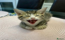 Bengal cats for sale: Playful bengal kittens for rehoming! - Image 4
