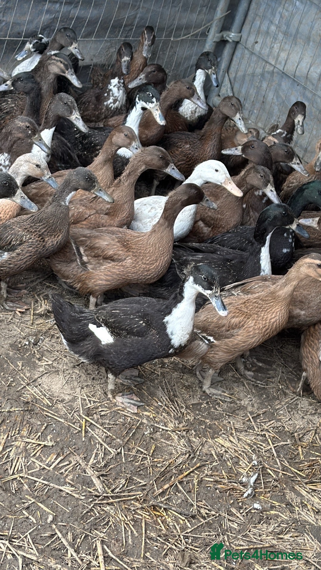 Ducks poultry Ducks  - Advert 2