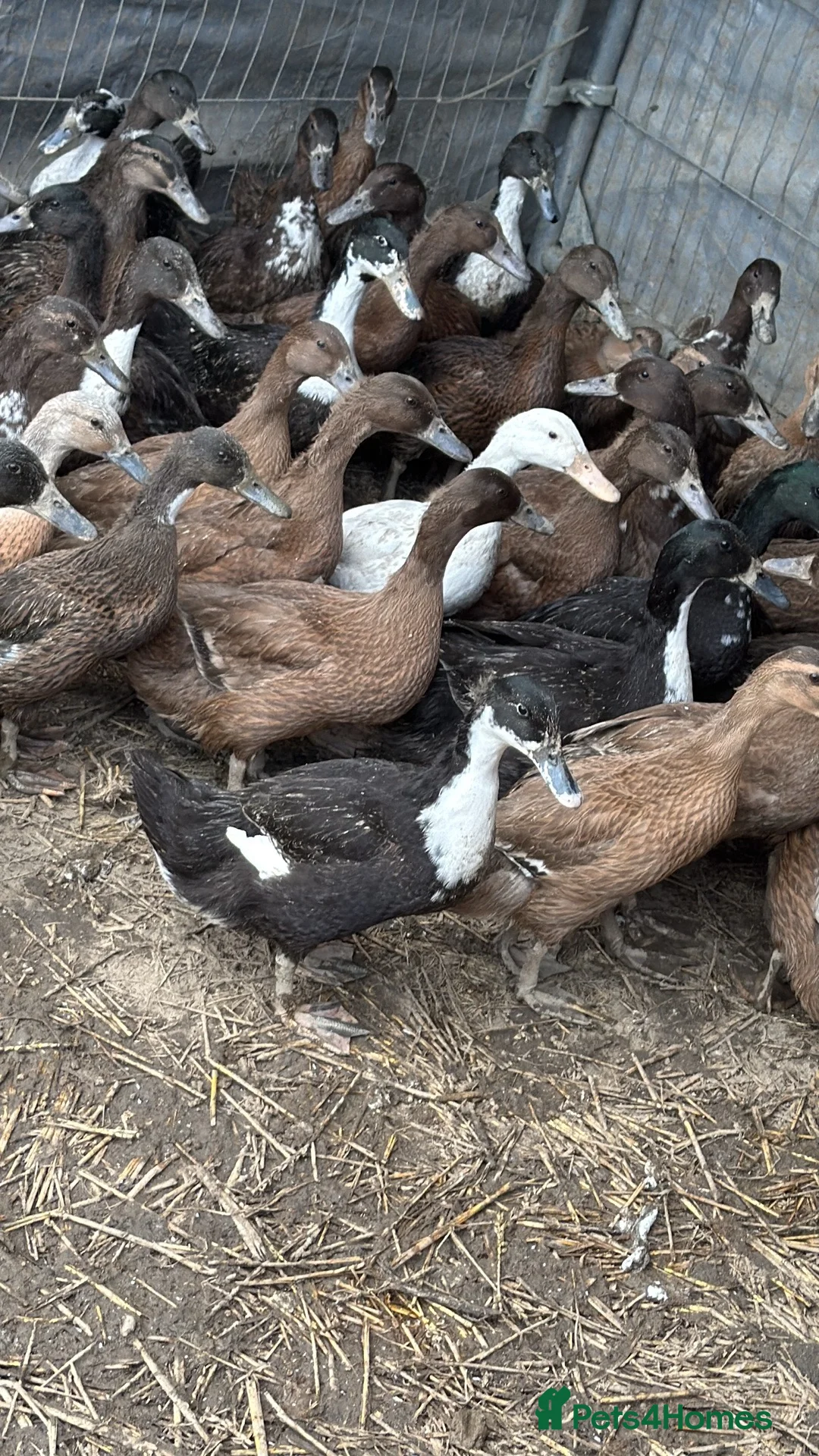 Ducks poultry for sale: Ducks  in Pevensey - Advert 2