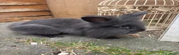 Lionhead rabbits for sale: Double mane lion head in Hartlepool - Advert 3