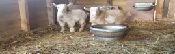 Goats livestock for sale: Lovely pygmy goats 🐐  - Advert 9