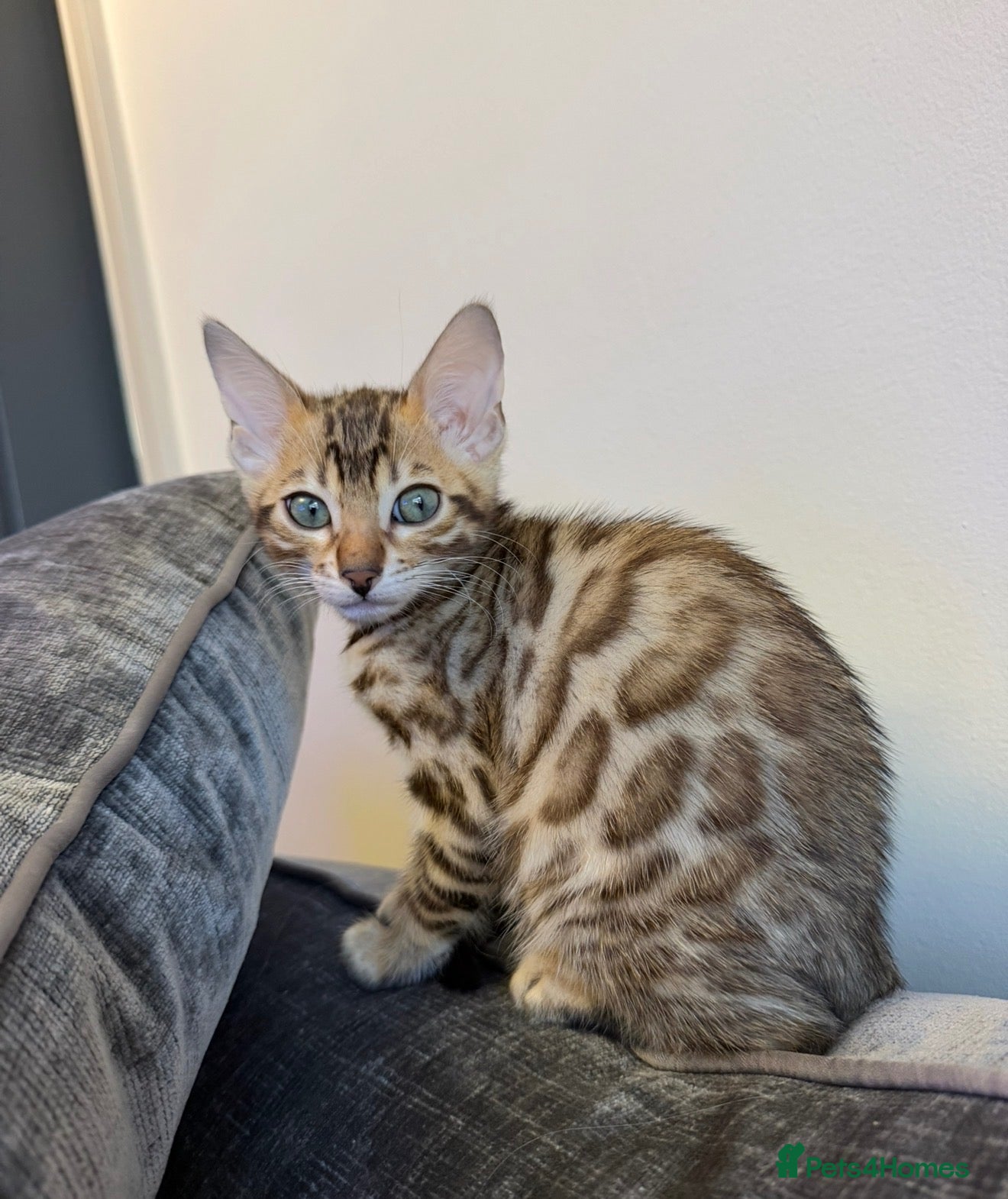 Bengal cats Bengal kitten  - Advert 1