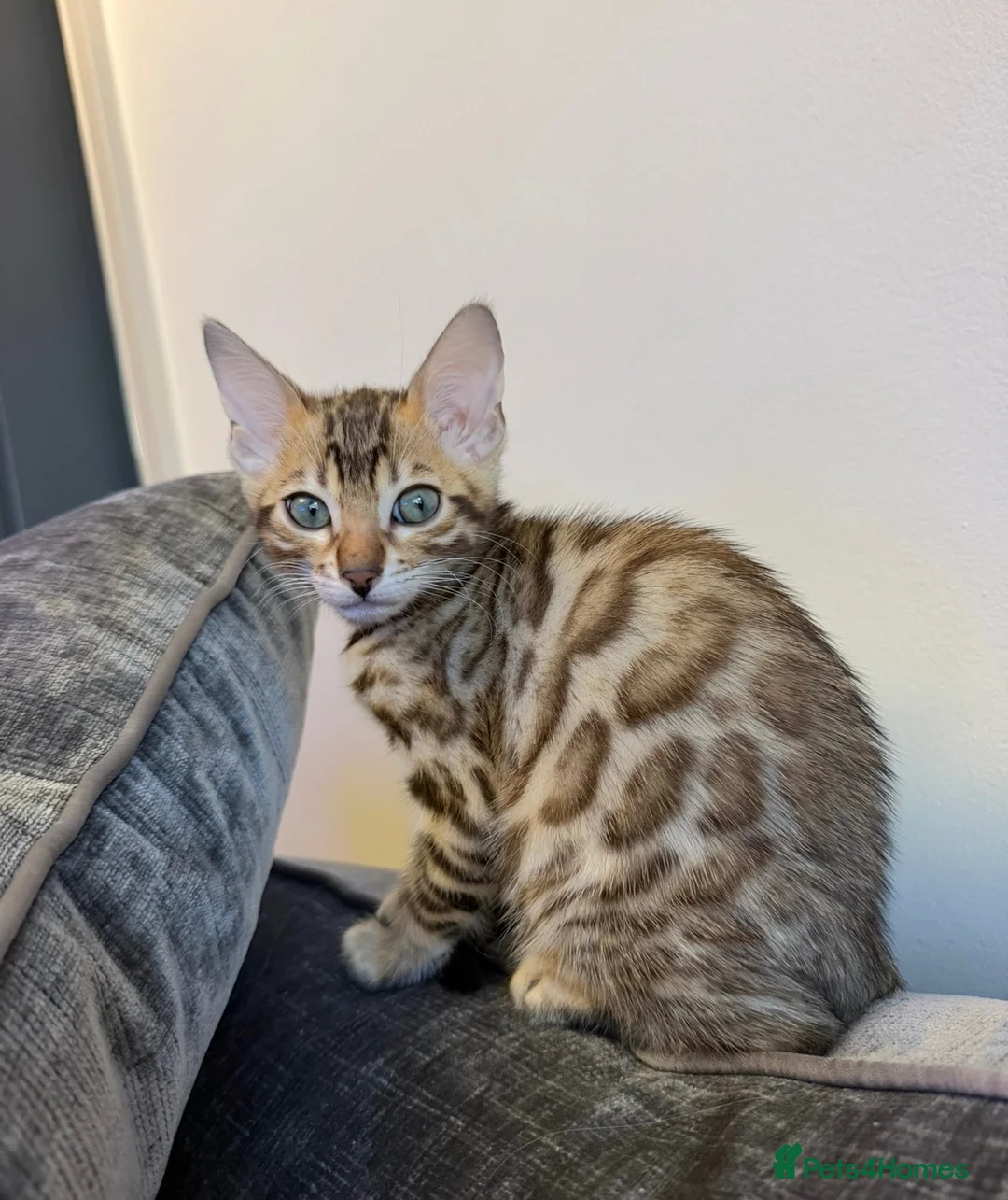 Bengal cats for sale: Bengal kitten  - Advert 1