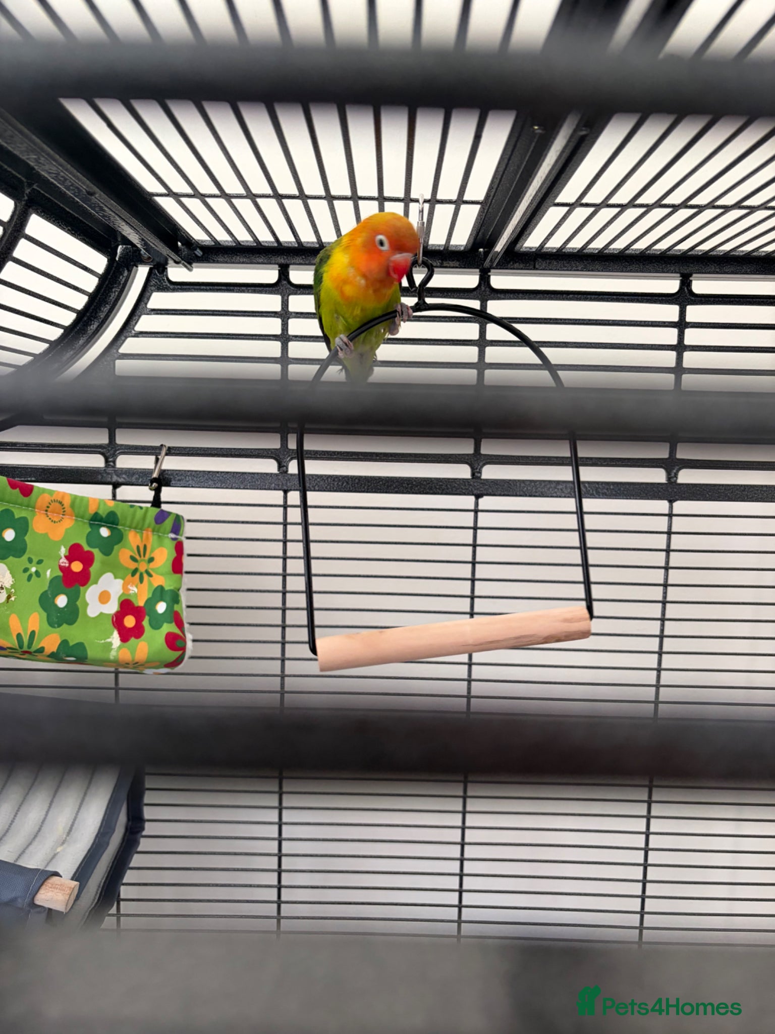 Lovebirds birds Beautiful lovebird  - Advert 2