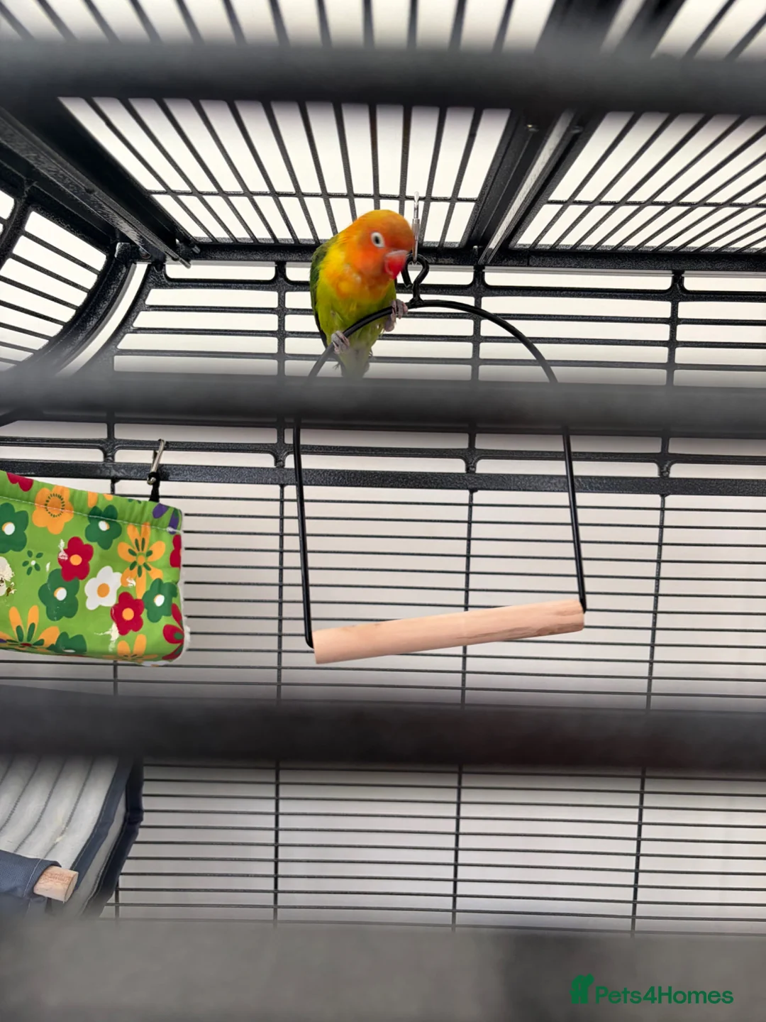 Lovebirds birds for sale: Beautiful lovebird  - Advert 1