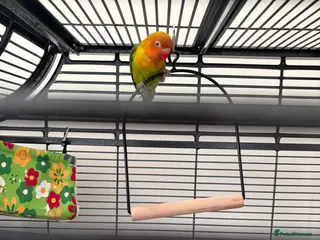 Lovebirds birds Beautiful lovebird - Advert 2