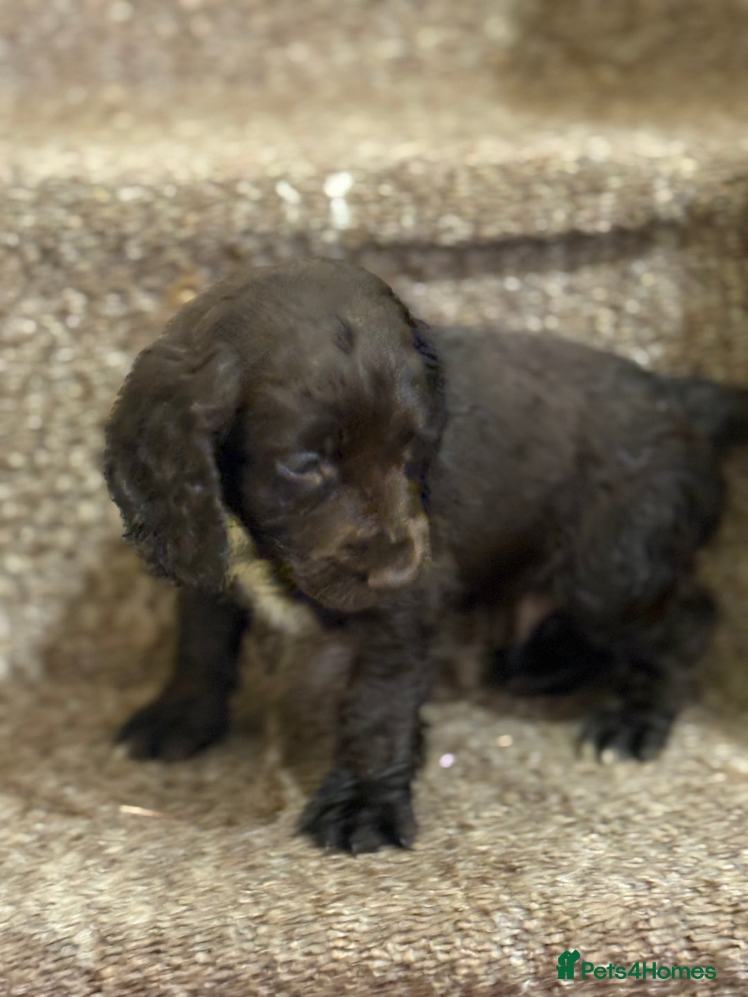 Cocker Spaniel dogs for sale: Cocker spaniel pups for sale  - Image 8