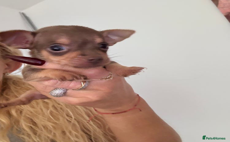 Chihuahua dogs - Advert 14