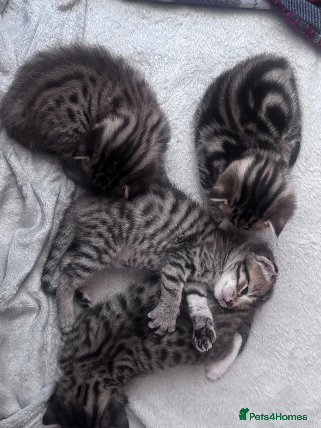Bengal cats for sale: Quarter-Bengal Kittens After Their Forever Homes - Advert 8
