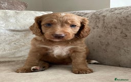 Cockapoo dogs for sale: 🐾Beautiful F2 cockapoos  🐾 - Image 37