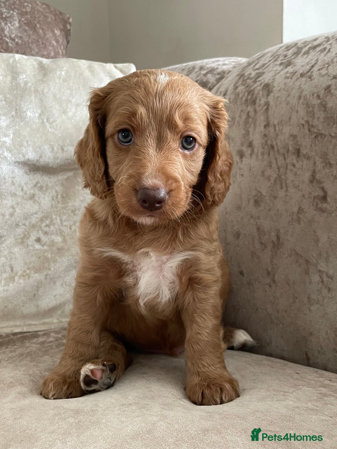Cockapoo dogs for sale: 🐾Beautiful F2 cockapoos  🐾 - Image 37