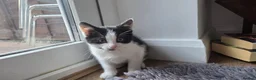 Mixed Breed cats for sale: 💗🐾3 Gorgouse Little Girl Kittens💗🐾 - Advert 4