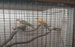 Conures birds for sale: Proven pair conures  - Image 5