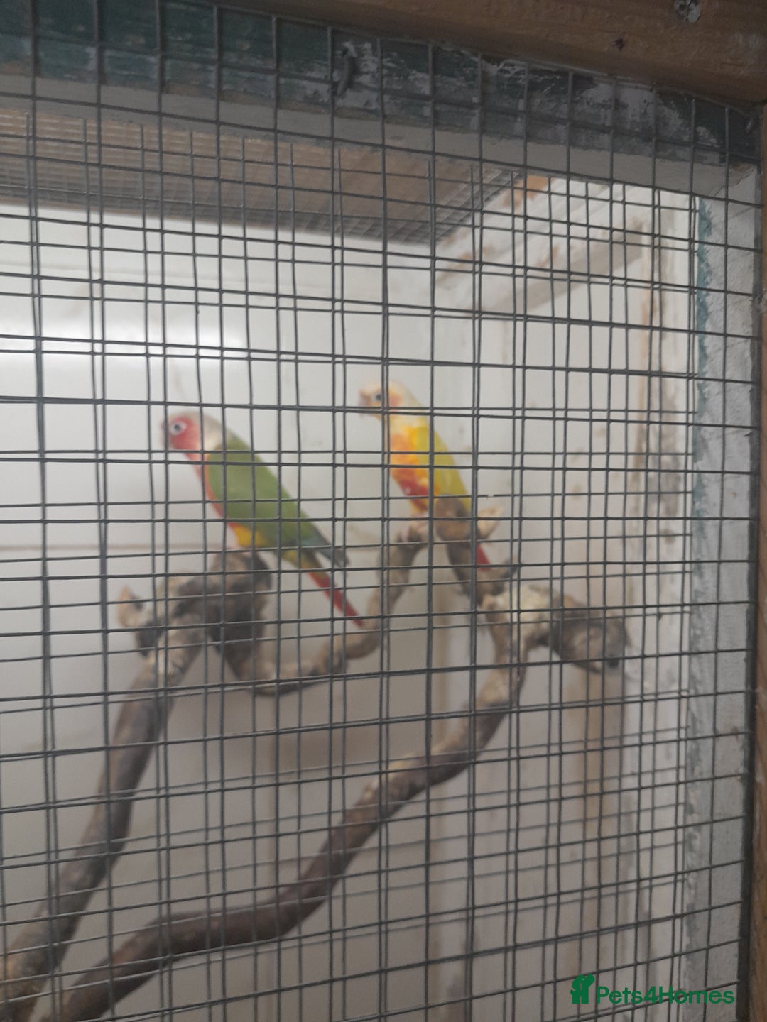 Conures birds for sale: Proven pair conures  - Image 5