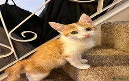 Domestic Shorthair cats for sale: 2 kittens looking for a good home  - Image 3