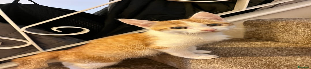 Domestic Shorthair Kitten 1