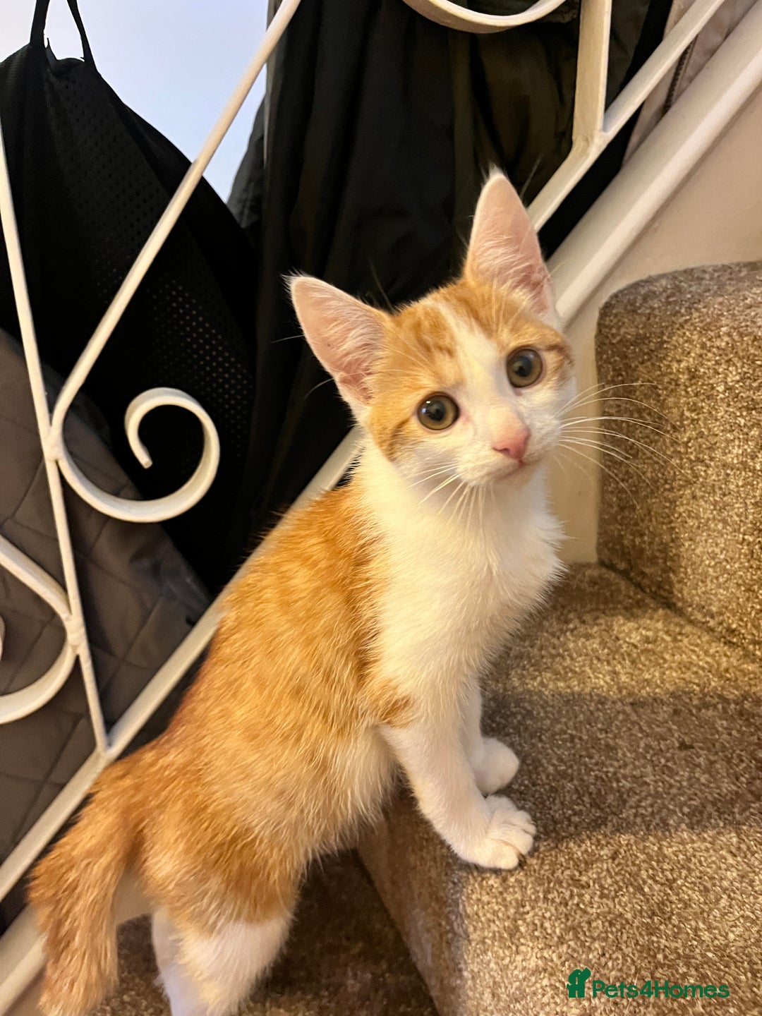 Domestic Shorthair cats for sale: 2 kittens looking for a good home  - Image 3