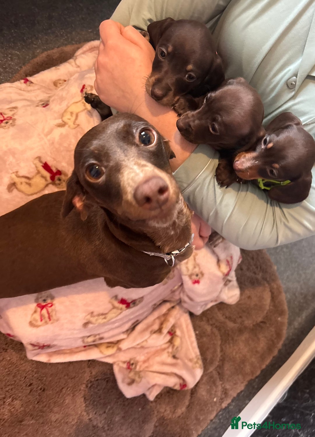 Dachshund dogs for sale: Miniature Dachshund puppies - Image 8