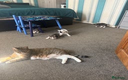 Mixed Breed cats for sale: Three beautiful kittens  - Image 19