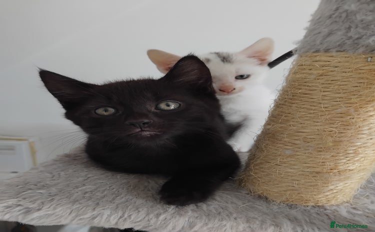 Mixed Breed cats - Advert 3