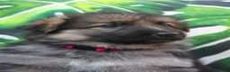 German Shepherd dogs for sale: Beautiful German sheppard puppies - Advert 15