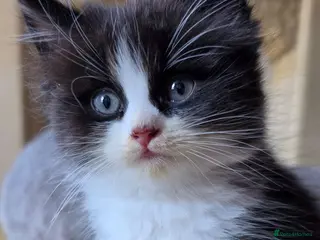 Persian cats Beautiful Ragdoll/Persian Kittens. - Advert 6